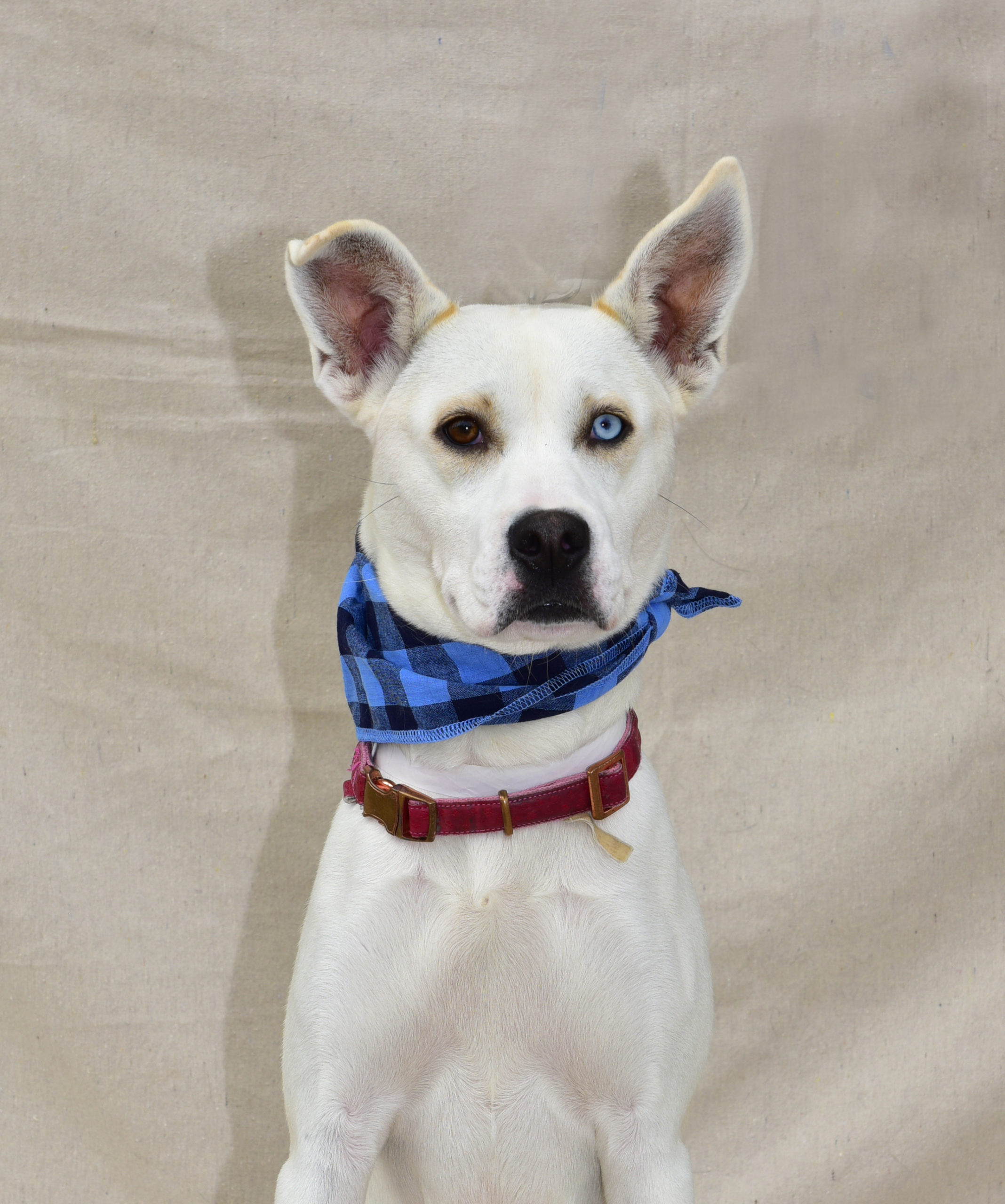 Asha - Fall 2023- Adopted!